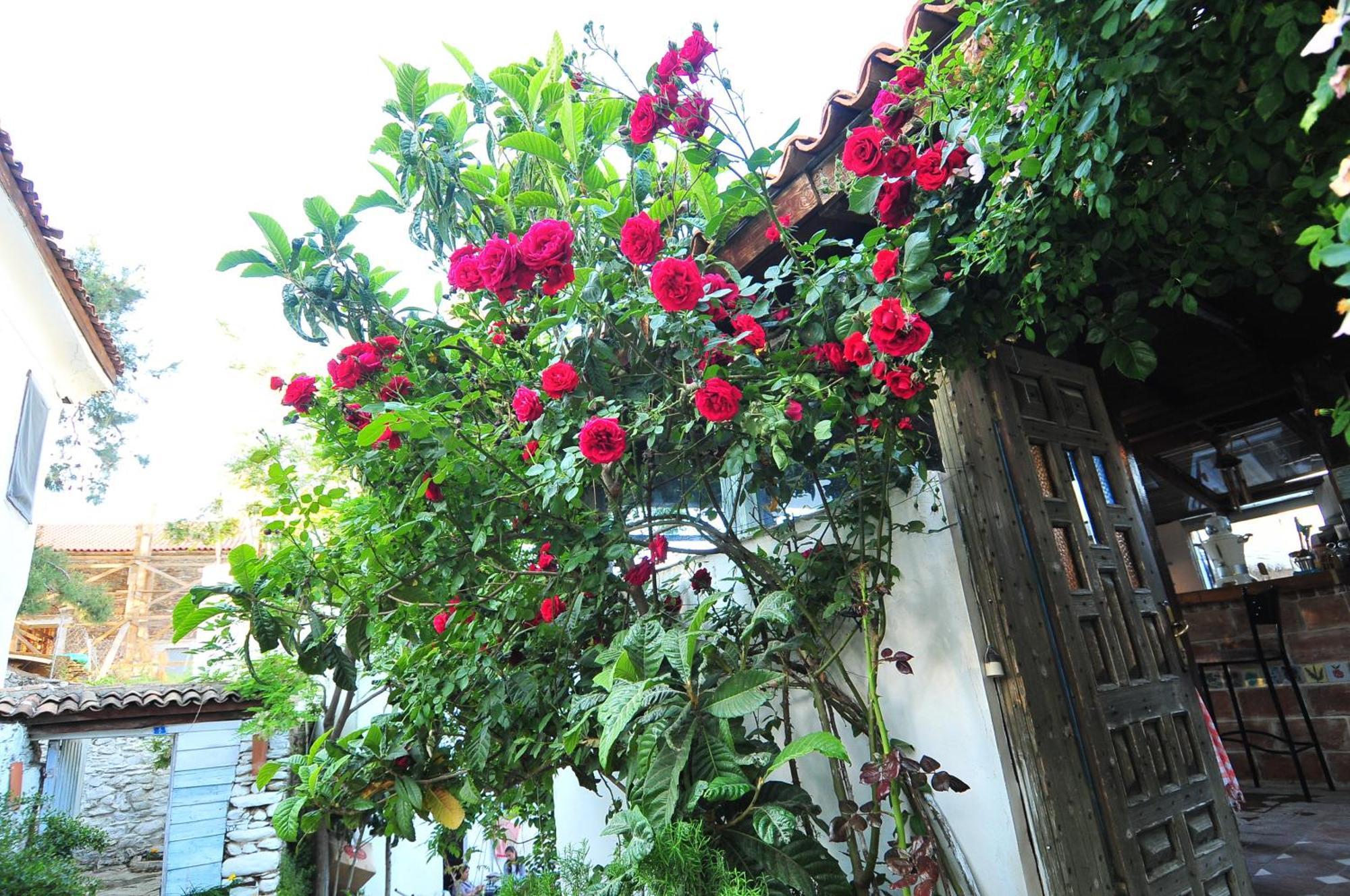 Kirkinca Hotel Selçuk Buitenkant foto